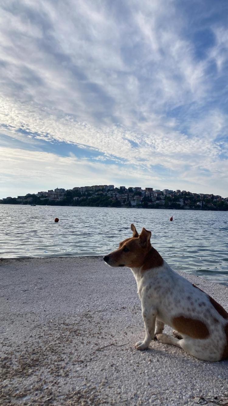 Helena Daire Rogoznica  Dış mekan fotoğraf